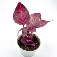 Iresine Herbstii Bloodleaf