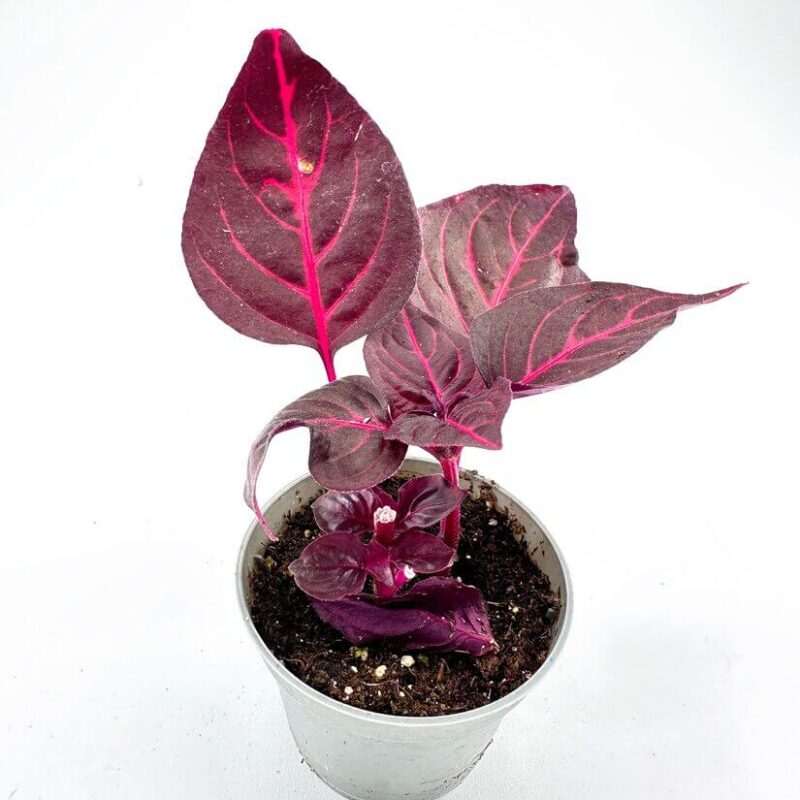 Iresine Herbstii Bloodleaf Iresine Herbstii Bloodleaf