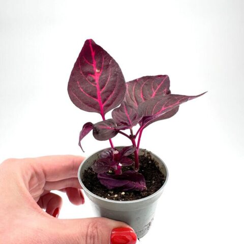 Iresine Herbstii Bloodleaf