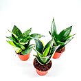 Sansevieria Hahnii Bird's Nest Snake Plant