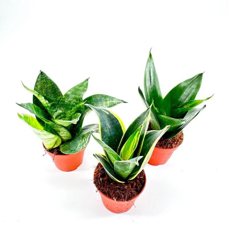 Sansevieria Hahnii Bird's Nest Snake Plant Sansevieria Hahnii Bird's Nest Snake Plant