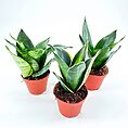 Sansevieria Hahnii Bird's Nest Snake Plant