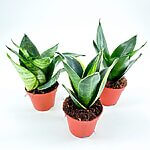Sansevieria Hahnii Bird's Nest Snake Plant