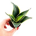 Sansevieria Hahnii Bird's Nest Snake Plant