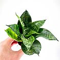 Sansevieria Hahnii Bird's Nest Snake Plant