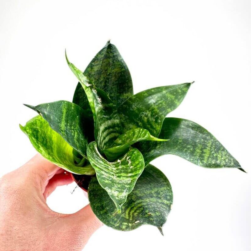 Sansevieria Hahnii Bird's Nest Snake Plant Sansevieria Hahnii Bird's Nest Snake Plant