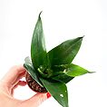 Sansevieria Hahnii Bird's Nest Snake Plant