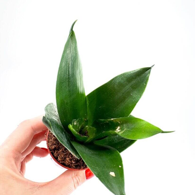 Sansevieria Hahnii Bird's Nest Snake Plant Sansevieria Hahnii Bird's Nest Snake Plant