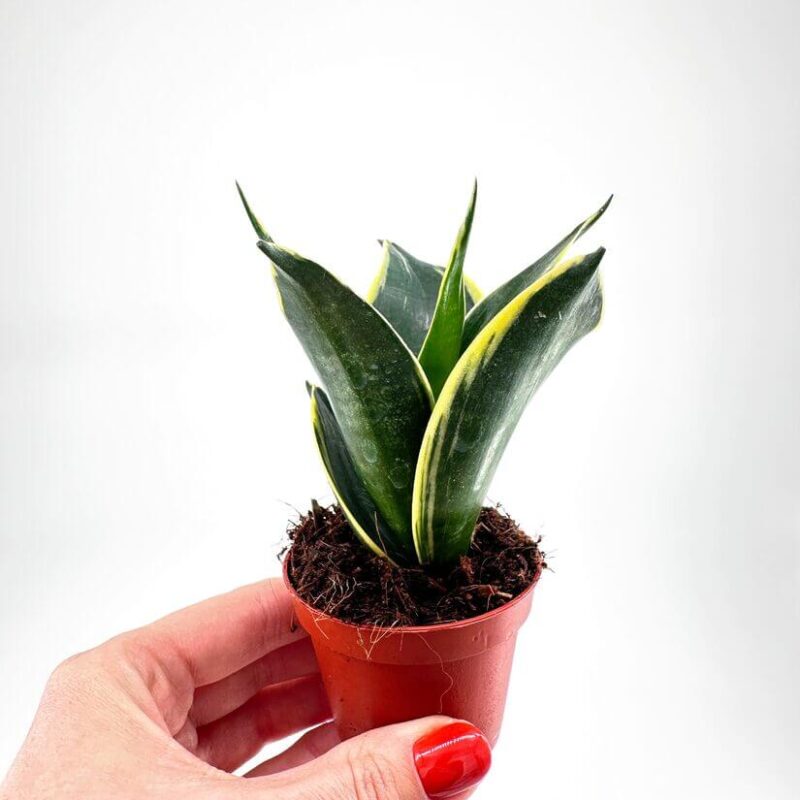 Sansevieria Hahnii Bird's Nest Snake Plant Sansevieria Hahnii Bird's Nest Snake Plant