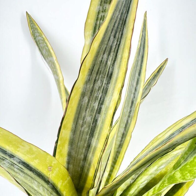 Sansevieria Aubrytiana Snake Plant Sansevieria Aubrytiana Snake Plant