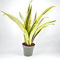 Sansevieria Aubrytiana Snake Plant