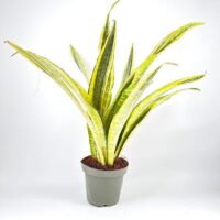 Sansevieria Aubrytiana Snake Plant