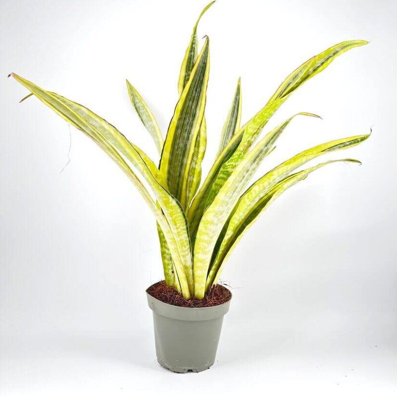 Sansevieria Aubrytiana Snake Plant Sansevieria Aubrytiana Snake Plant