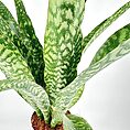 Sansevieria Aubrytiana Snake Plant
