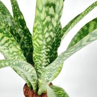 Sansevieria Aubrytiana Snake Plant