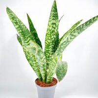 Sansevieria Aubrytiana Snake Plant