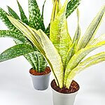 Sansevieria Aubrytiana Snake Plant