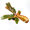 Philodendron Florida Bronze