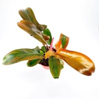 Philodendron Florida Bronze