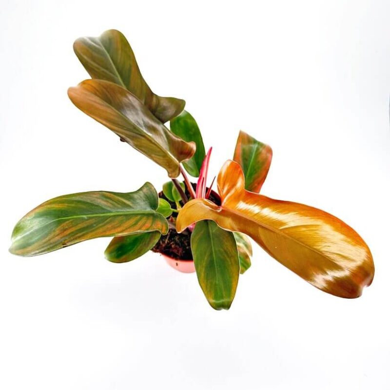 Philodendron Florida Bronze Philodendron Florida Bronze