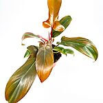 Philodendron Florida Bronze