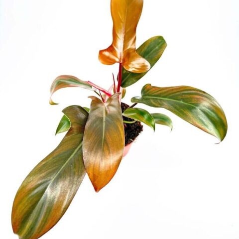 Philodendron Florida Bronze