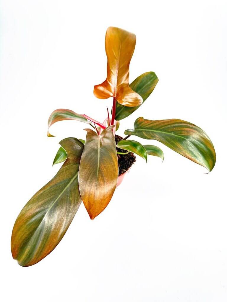 Philodendron Florida Bronze