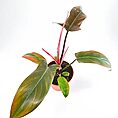 Philodendron Florida Bronze