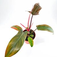 Philodendron Florida Bronze