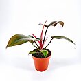 Philodendron Florida Bronze