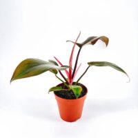 Philodendron Florida Bronze