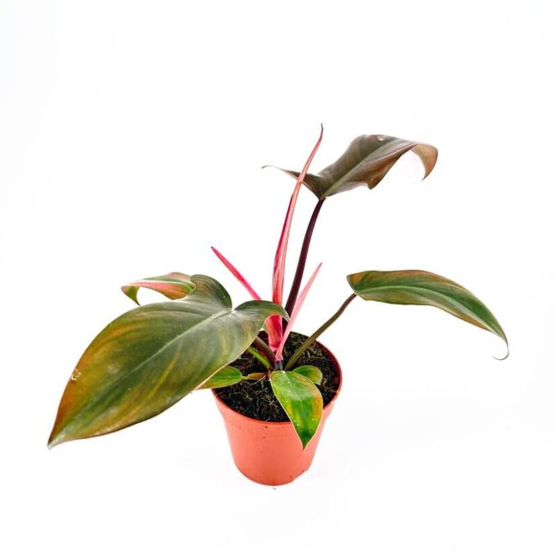 Philodendron Florida Bronze Philodendron Florida Bronze