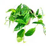 Ficus Pumila Creeping Fig