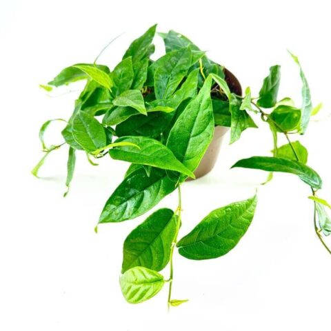Ficus Pumila Creeping Fig