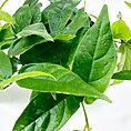 Ficus Pumila Creeping Fig