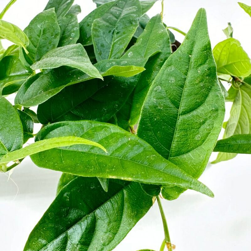 Ficus Pumila Creeping Fig Ficus Pumila Creeping Fig