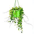 Hoya Pubera Wax Plant