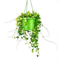 Hoya Pubera Wax Plant