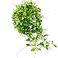 Hoya Pubera Wax Plant