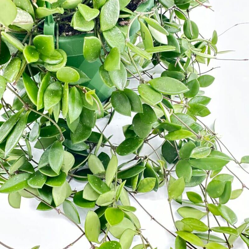 Hoya Pubera Wax Plant Hoya Pubera Wax Plant