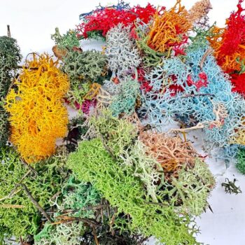 Preserved Reindeer Moss Colour Bundle