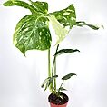 Variegated Monstera Thai Constellation