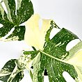Variegated Monstera Thai Constellation