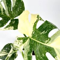 Variegated Monstera Thai Constellation
