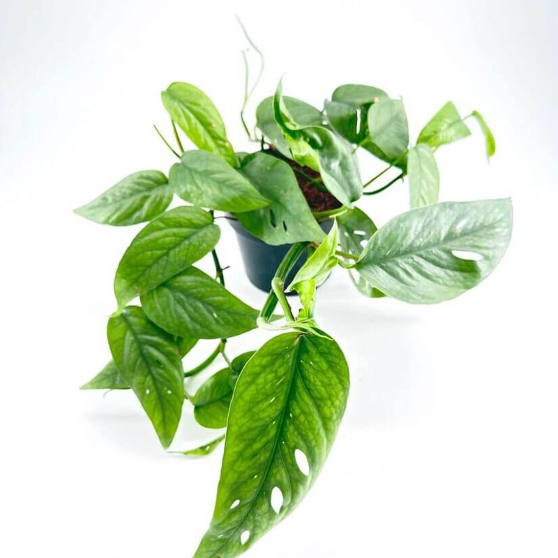 Epipremnum Pinnatum Cebu Blue Epipremnum Pinnatum Cebu Blue