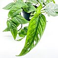 Detailed image of an Epipremnum Cebu Blue plant, featuring its distinctive silvery-blue leaves, ideal for indoor spaces and hanging planters.
