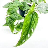 Detailed image of an Epipremnum Cebu Blue plant, featuring its distinctive silvery-blue leaves, ideal for indoor spaces and hanging planters.