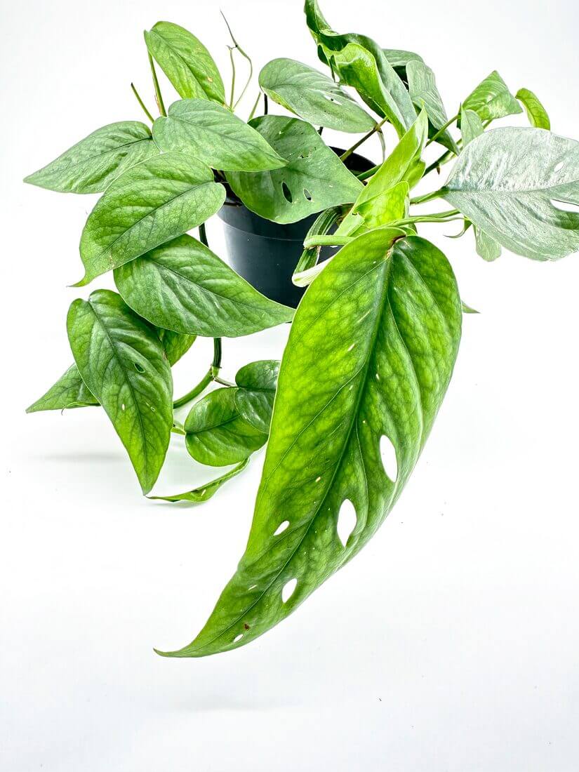 Detailed image of an Epipremnum Cebu Blue plant, featuring its distinctive silvery-blue leaves, ideal for indoor spaces and hanging planters.