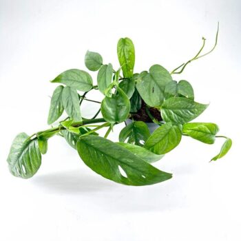 Epipremnum Pinnatum Cebu Blue