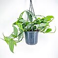 Epipremnum Pinnatum Cebu Blue
